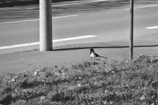 Magpie On The Sidewalk