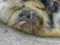 Pig Sticking Out Tongue