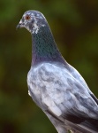Pigeon Pose 1