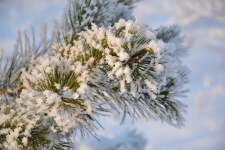 Pine Branch In Winter