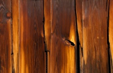 Pine Wood Panel Background Brown