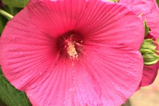 Pink Hibiscus And Rain Drops