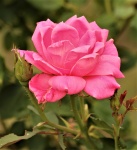 Pink Rose Portrait