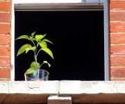Potted Plant At Sunny Window