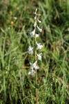 Prairie Larkspur Wildflower