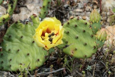 Prickly Pear Cactus Bloom And Bugs