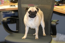 Pug Dog In Office Chair