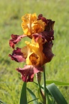 Purple And Orange Bearded Iris
