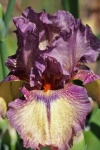 Purple Bearded Iris Close-up 2