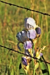 Purple Iris Behind Barbed Wire