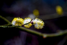 Pussy-willow