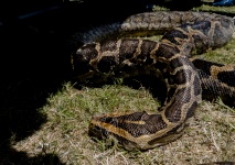 Python Snake In Grass