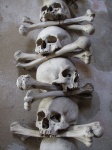 Real Human Skulls And Bones