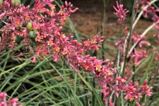 Red Yucca Blooms