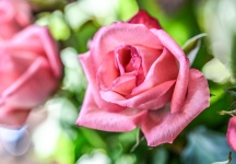 Rose, Flower