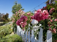 Roses And A White Picket Fence