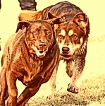 Running Dogs