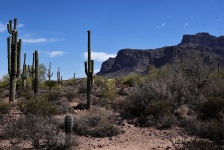 Saguaro Cactus And Mountain
