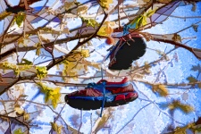 Sneakers Hanging In Tree