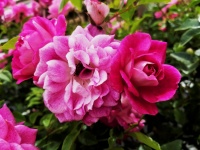 Spray Of Pink Roses