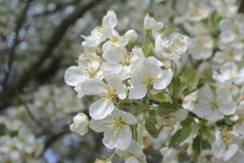 Spring White Blossoms