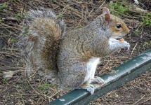 Squirrel Eating Nuts
