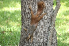 Squirrel Stretched Out On Tree
