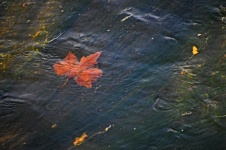 Submerged Leaf