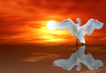 Swan Reflection Sunrise