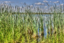 Tall River Grass