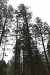 Tall Trees Of Yosemite