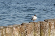 Thoughtful Tern