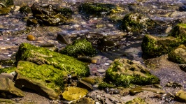 Tidepools With Moss