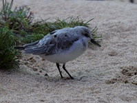 Tiny Shorebird