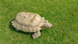 Tortoise On Grass