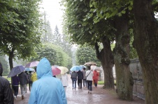 Tourists With Umbrellas In The Rain