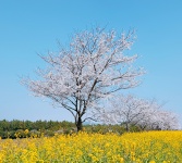 Tree Blossom Spring Landscape