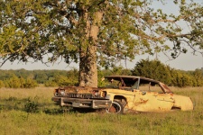 Tree Growing Out Of Abandoned Car 2