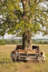Tree Growing Out Of Abandoned Car 3