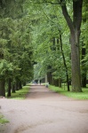 Trees In A Park