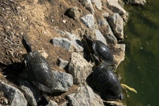 Turtles Sunning On Rocks
