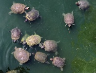 Turtles Swimming