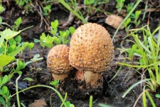 Two Brown Amanita Mushrooms
