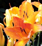 Two Orange Day Lilies After Rain