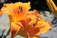 Two Orange Day Lilies Close-up