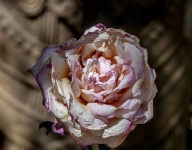Weathered Rose