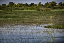 Wetlands Preserve