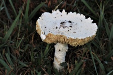 White Amanita Mushroom In Grass