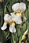White Bearded Iris After Rain
