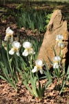 White Bearded Iris In Garden